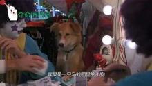 灵犬宾果国语在线观看,国语版动画电影,在线观看,欢乐来袭! 第1张 灵犬宾果国语在线观看,国语版动画电影,在线观看,欢乐来袭! 第1张